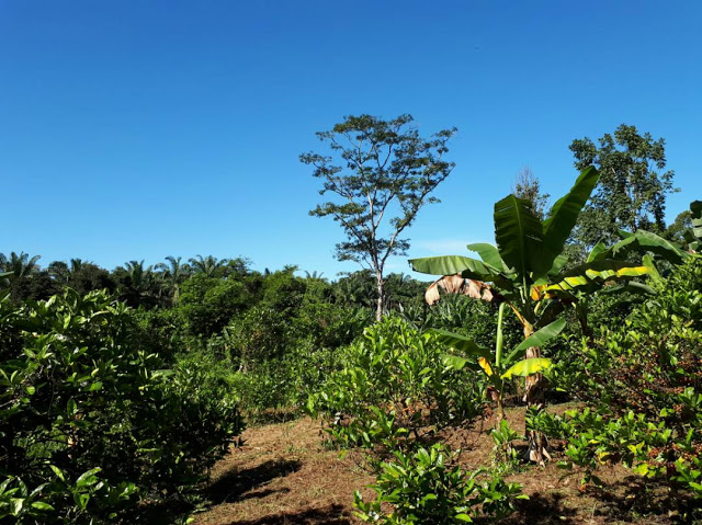 TENTANG THE KOPPI-KOPI ORGANIK MALAYSIA DENGAN RASA YANG SETANDING KOPI ANTARABANGSA