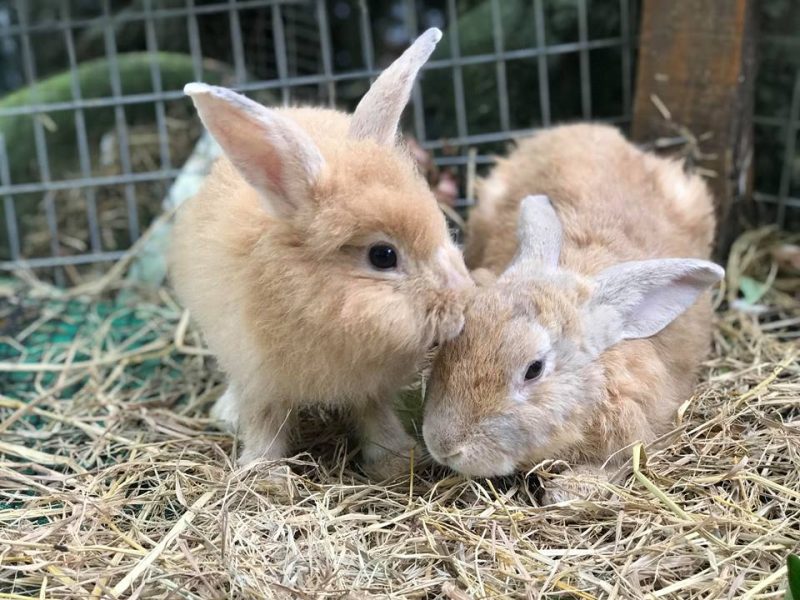 Tak Nak Dah Pergi Petting Zoo Farm In The City